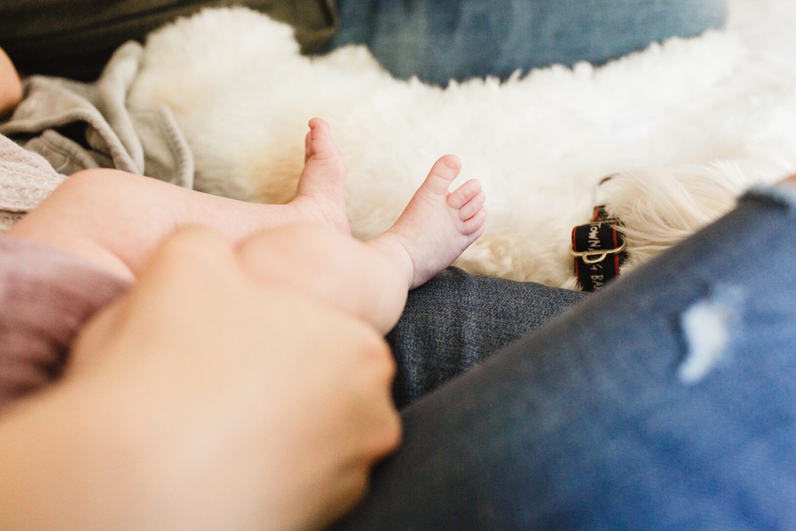 Close-up of a newborn's feet resting on an adult's lap, capturing a heartwarming scene akin to those cherished in newborn photos. Nearby, a small white dog lies peacefully, completing this tender moment in Philadelphia.
