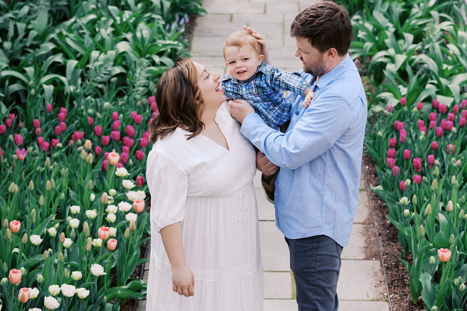 A couple stands on a garden path lined with pink and white tulips, capturing perfect spring family photos. The woman wears a white dress, and the man and child wear blue shirts, creating a harmonious scene.