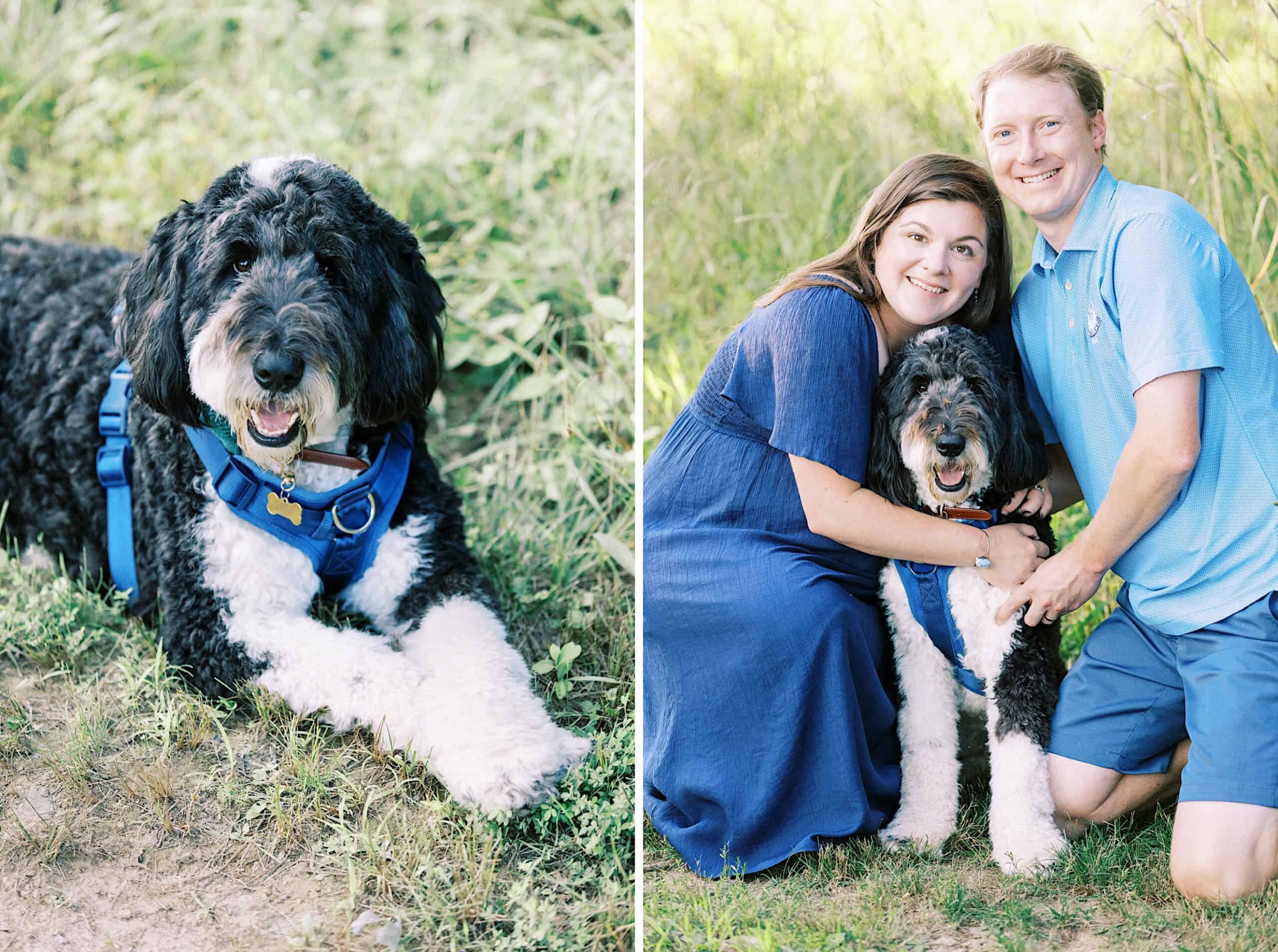 Left: A black and white dog with a blue harness lies on grass. Right: A smiling couple, possibly capturing maternity and extended family photos, kneel beside the dog outdoors on a sunny day.