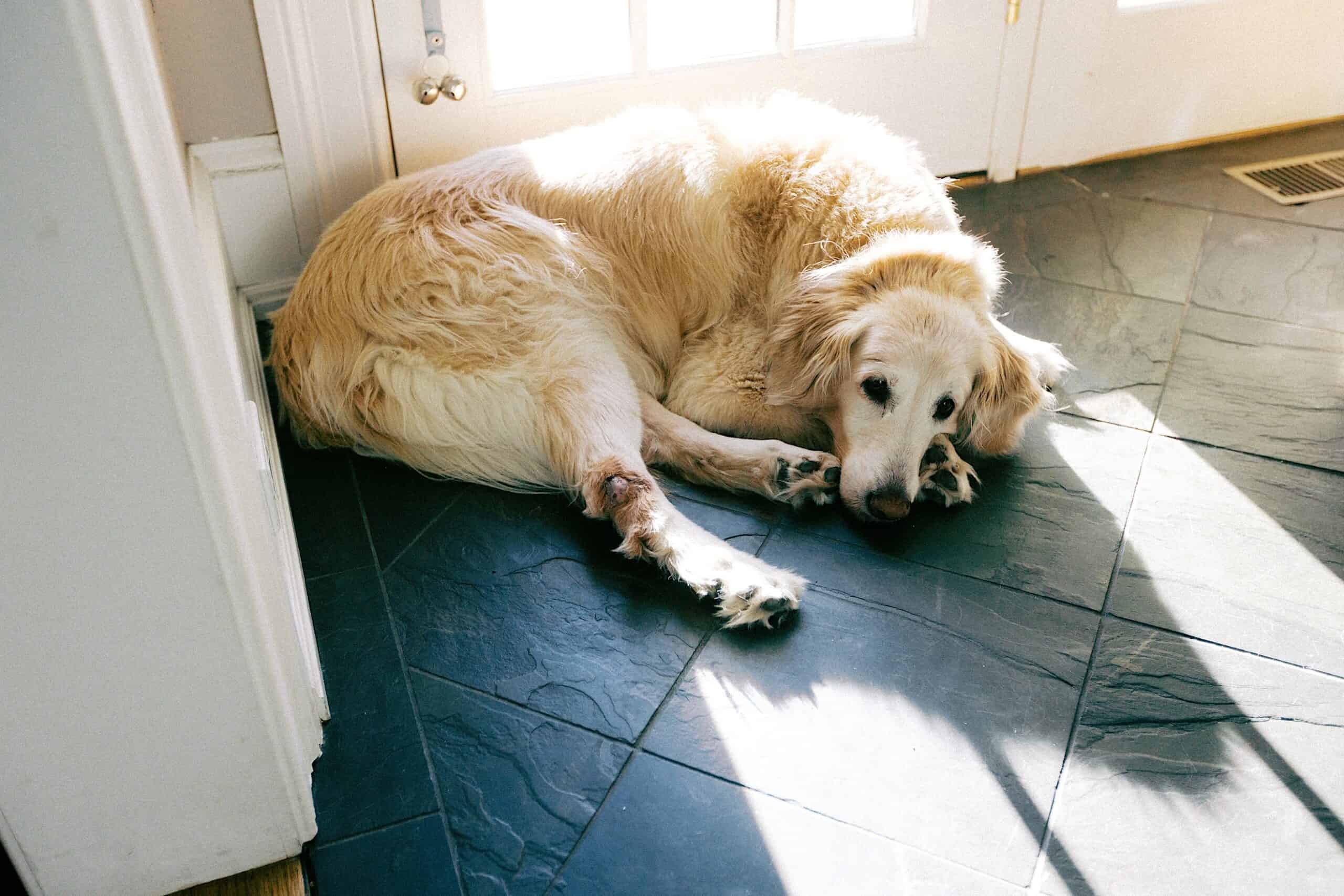 A light-colored dog is lying curled up on a dark tiled floor, with sunlight streaming in through a nearby door.