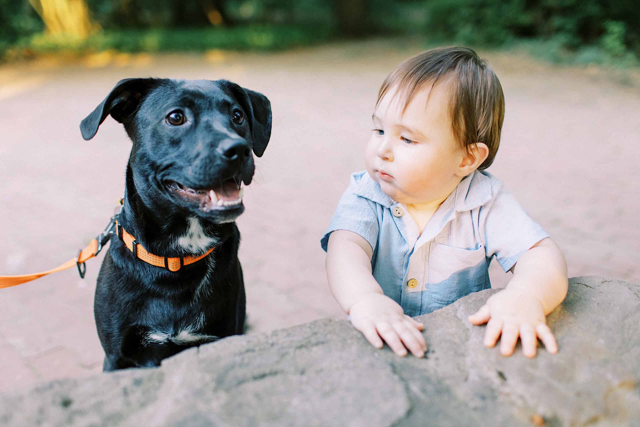 A black dog on a leash sits next to a baby in a blue shirt, both near a stone surface outdoors with greenery in the background—perfect for Spring Family Photos in Bucks County.