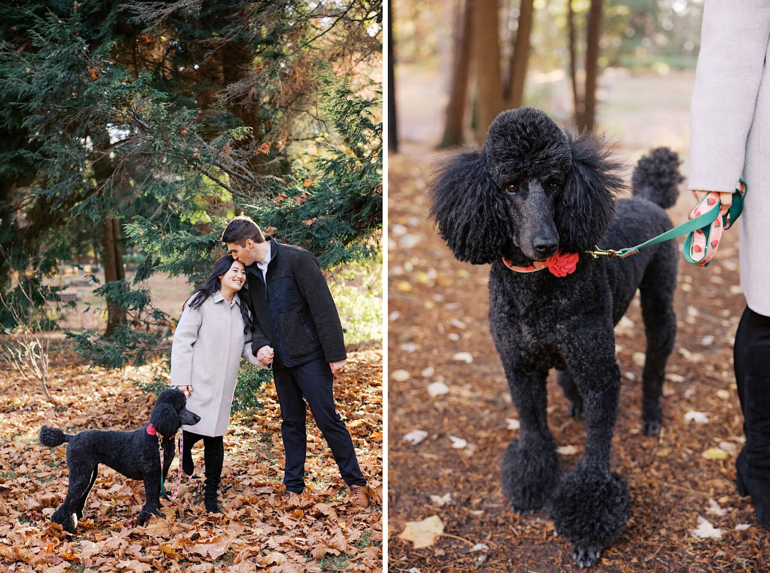 A couple stands together in a wooded area for their fall engagement photos in Chestnut Hill with their black poodle; close-up of the poodle on a green leash with red collar in the second image.